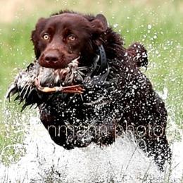 Labrador Retrievers from A Lucky Pup / Isenmann Retrievers