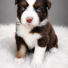 Dove - Red tri-color female Australian Shepherd puppy in Fultonville, New York from Sandy Aussies & Pomeranians