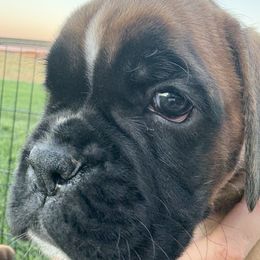 London - Fawn female Boxer puppy in Medical Lake, Washington from Back Forty Boxers and Old English Bulldogs
