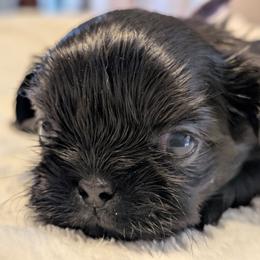 Kayce - Black and white male Shih Tzu puppy in Claxton, Georgia from Small Pawz Shih tzu