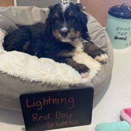 Bernedoodle Puppies from Russell Ranch Bernedoodles