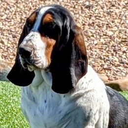 Basset Hound puppies from HI Desert Hounds