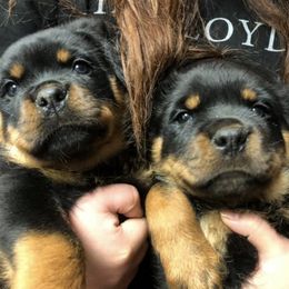 Rottweiler Puppies from AK Rotts