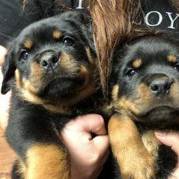 Rottweiler Puppies from AK Rotts
