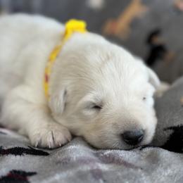 Berger Blanc Suisse and German Shepherd Puppies from Scenic Creek German Shepherds and White Swiss Shepherds