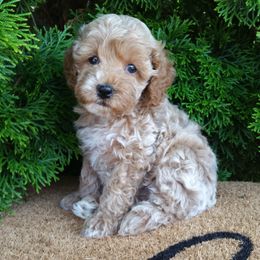 Cockapoo puppies from Home Raised Cockapoos