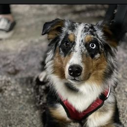 Sage - Australian Shepherd