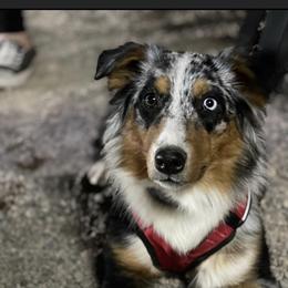 Sage - Australian Shepherd