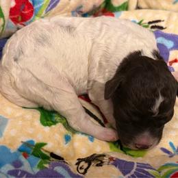 Zazu - White male Lagotto Romagnolo puppy in Chicago, Illinois from Midwest Lagotto Romagnolo
