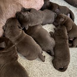 Lucky Luciano - Chocolate male Labrador Retriever puppy in Turner, Maine from Bear Pond Retrievers