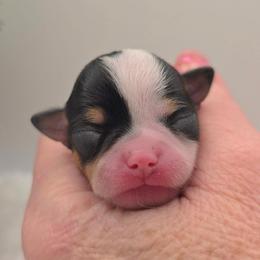 Girl 4 - Black and white female Chihuahua puppy in Clinton, Missouri from RockyTop Hearts
