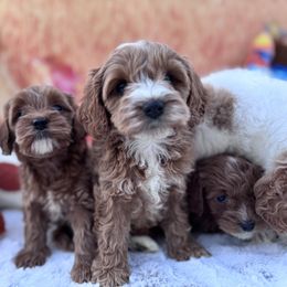 Aussiedoodle and Cavapoo Puppies from Pawsome Aussie Doodles and Oodles
