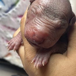 U’tani - Red Xoloitzcuintli puppy in Victorville, California from Elegancia Vintage Xoloitzcuintle