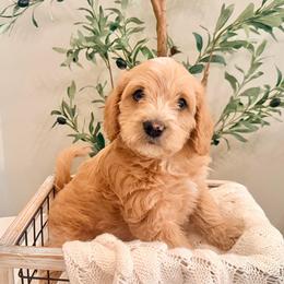 Ernie - Apricot male Labradoodle puppy in Bruceton Mills, West Virginia from Adonai Ra'ah Farms