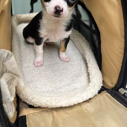 Macro - Chihuahua puppy from Chihuahua Mama