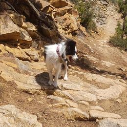 Border Collies from Eagle River Breeders