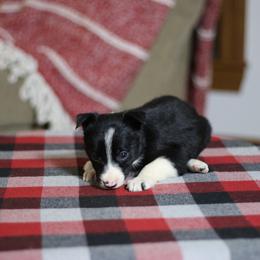 Girl 2 - Black and white female Border Collie puppy in Cadiz, Ohio from Graham Livestock