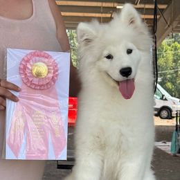 Bliss - White female Samoyed puppy in Aberdeen, Maryland from SnowBlitz Samoyeds and CoralBlitz Aussies