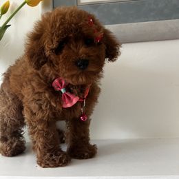 Noel - Red female Cavapoo puppy in Los Angeles, California from Myles Barnum