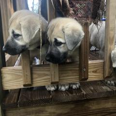 Anatolian Pyrenees and Cardigan Welsh Corgi Puppies from Cavalier Acres Farm