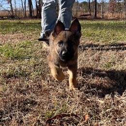 German Shepherd Puppies from Grassroots German Shepherds
