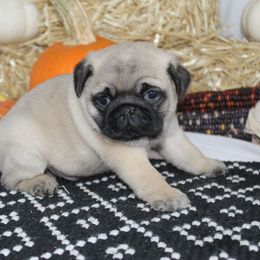 Ivan - Fawn male Pug puppy in Tuscola, Illinois from Dream on puppies