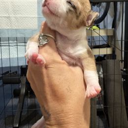 Noel - Merle female Chihuahua puppy in Canton, Texas from Heavenly Chihuahua