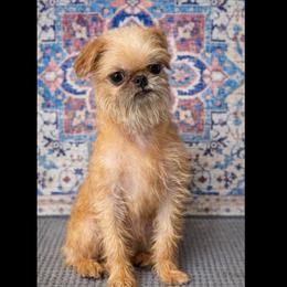 Royal - Belge female Brussels Griffon puppy in Denham Springs, Louisiana from Brussels Griffons of Kingsley
