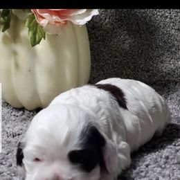 Chloe - Brown and white female Cocker Spaniel puppy in Byram, Mississippi from Chloe's Cocker Spaniels
