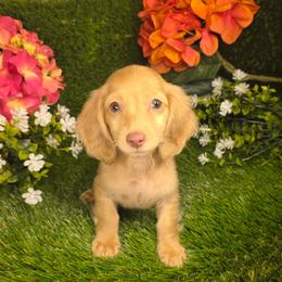 Honey - Red female Dachshund puppy in Buckeye, Arizona from Duran Dachshunds