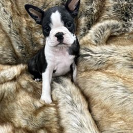 Boy 2 - Black brindle and white male Boston Terrier puppy in Redlands, California from Off The Hook Boston Buddies