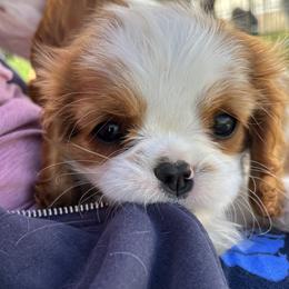 Lil bit - Blenheim female Cavalier King Charles Spaniel puppy in Tooele, Utah from Ikkes Cavaliers MRI cavaliers in Utah
