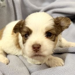 Snickers - Fawn male Havanese puppy in Lancaster, South Carolina from 3 Bs Havanese-PUPPIES with  PURPOSE