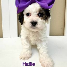 Bernedoodle, Cavapoo, Cockapoo, and Goldendoodle Puppies from Cactus Doods