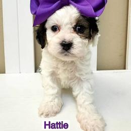 Bernedoodle, Cavapoo, Cockapoo, and Goldendoodle Puppies from Cactus Doods
