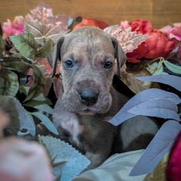 Gata - Blue male Great Dane puppy in Marlow, New Hampshire from Fox Hill Danes