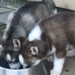 Siberian Huskies from Home Grown Huskies