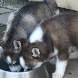 Siberian Huskies from Home Grown Huskies