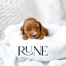 Rune - Red  female Goldendoodle puppy in Springville, Utah from Happy Doodle