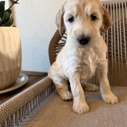 Tortilla - Cream male Labradoodle puppy in Lubbock, Texas from Lucky Labradoodles