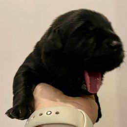 Boys 2 - Black Labrador Retriever puppy in Hutto, Texas from Texas Bluebonnet Labs
