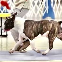 Patrick - Bull Terrier