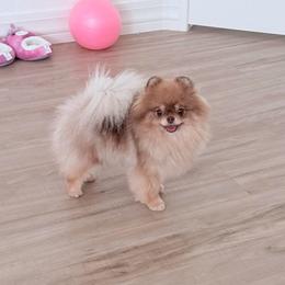 Pearl - Chocolate sable female Pomeranian puppy in Las Vegas, Nevada from Velvet-Paws Pomeranians