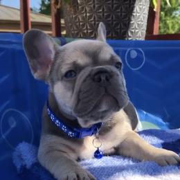 French Bulldog Puppies from @yarathefrenchie