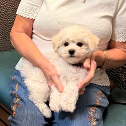 Purple - White female Bichon Frise puppy in Pahrump, Nevada from Calvada's Bichons