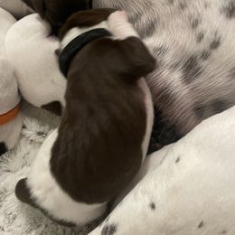 Cash - Black collar - Liver and white male German Shorthaired Pointer puppy in Conroe, Texas from Tipsy Rabbit GSP TopDog Kennel
