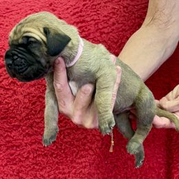 Pink collar - Fawn female Great Dane puppy in Morriston, Florida from Boulder View Danes