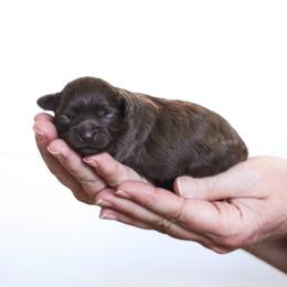 Bria - Liver female Shihpoo puppy in Nickelsville, Virginia from The Teddybear Shihpoo