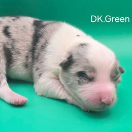 Dk. Green - Blue merle male Border Collie puppy in Itasca, Texas from KMA Ranch
