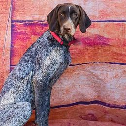 Lexie - German Shorthaired Pointer